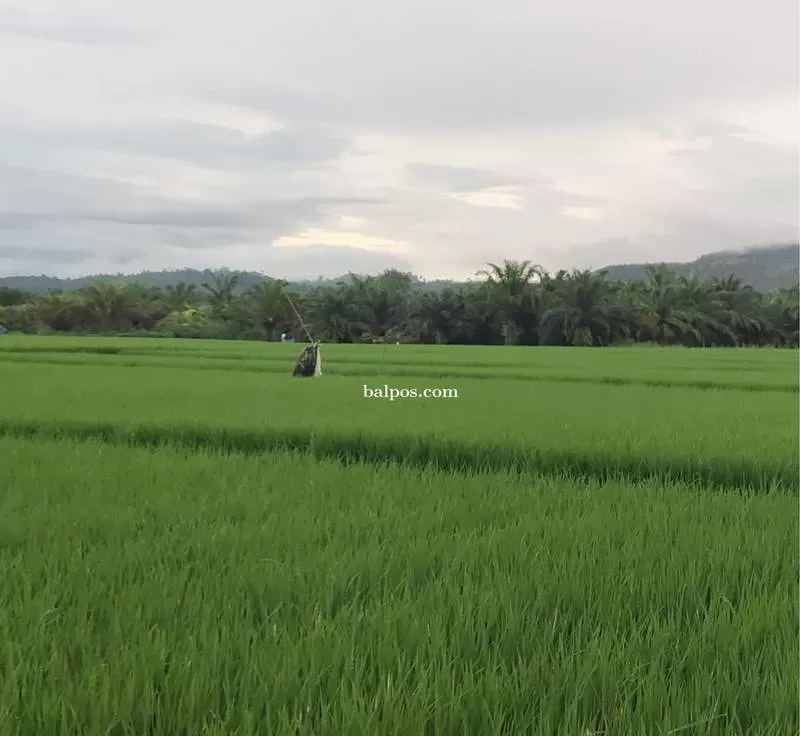GARAPAN PETANI: Lahan pertanian yang digarap para petani di Desa Padang Jaya, Kecamatan Kuaro, Paser.