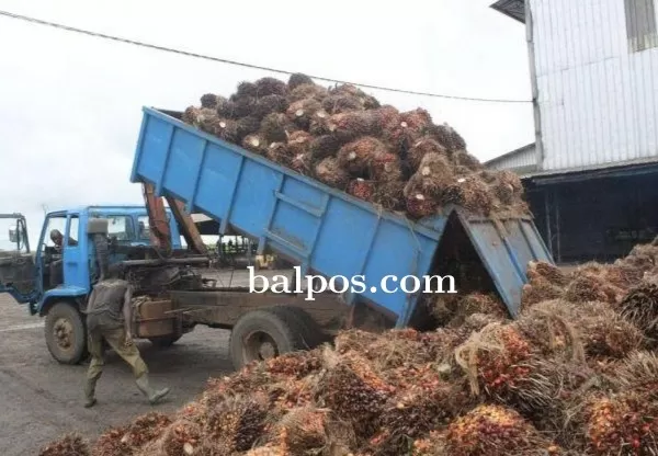 KOMODITI: Aktivitas bongkar muat buah sawit di salah satu PKS yang ada di Kabupaten Paser. TOMI/PASER POS
