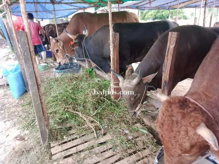MAHAL:Akibat wabah PMK membuat pasokan sapi ke Balikpapan menurun sehingga harga perekor mengalami lonjakan. (FOTO : YUDI DJOHARUDDIN/BALIKPAPAN POS)
