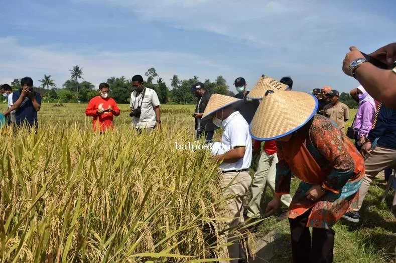 PETANI PADI:Dari 1.000 ton beras target Bulog Tanah Grogot untuk serapan dari petani lokal yang tercapai hanya hanya 788,85 ton atau hanya 79 persen. (FOTO:ILUSTRASI)