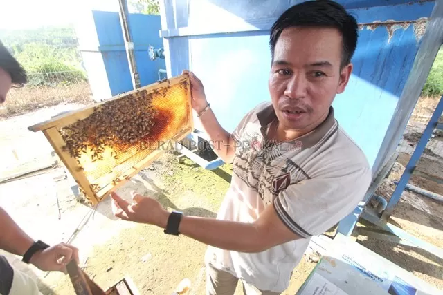 MADU HUTAN: Selain bertani dan beternak, masyarakat masih melakukan perburuan madu hutan untuk dijajakan.