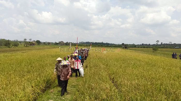 TERCAPAI: Kabupaten Berau telah mencapai swasembada beras. Potensi ini pun perlu terus dipertahankan.