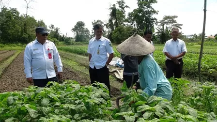 PANGAN: Pemerintah terus berupaya dalam mewujudkan gerakan keamanan pangan di setiap kampung.