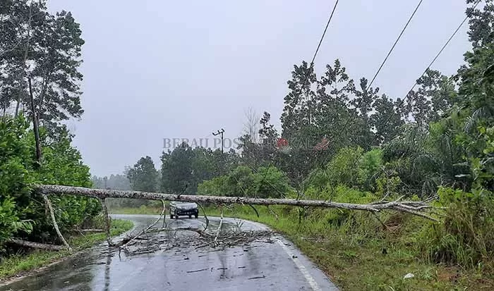 MENUTUP JALAN: Selain membuat jalan tak bisa dilintasi, pohon tumbang di jalan poros Kampung Talisayan-Biatan menimpa jaringan milik PLN.