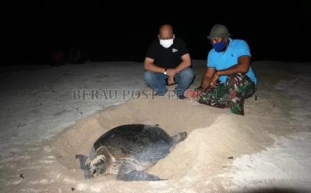 DAYA TARIK: Wakil Bupati Berau Agus Tantomo saat menyaksikan penyu bertelur di Pantai Kiani, Pulau Derawan, Kamis (17/9) malam.