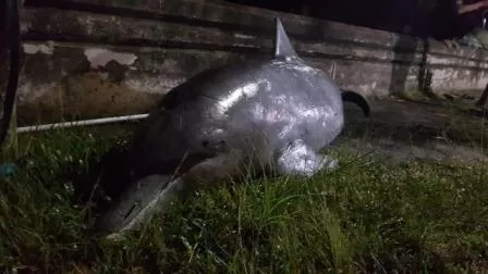 DIDUGA LUMBA-LUMBA: Bangkai ikan berukuran besar yang diduga lumba-lumba ditemukan mengapung di Sungai sekitar tepiah Ahmad Yani, Sabtu (19/9).