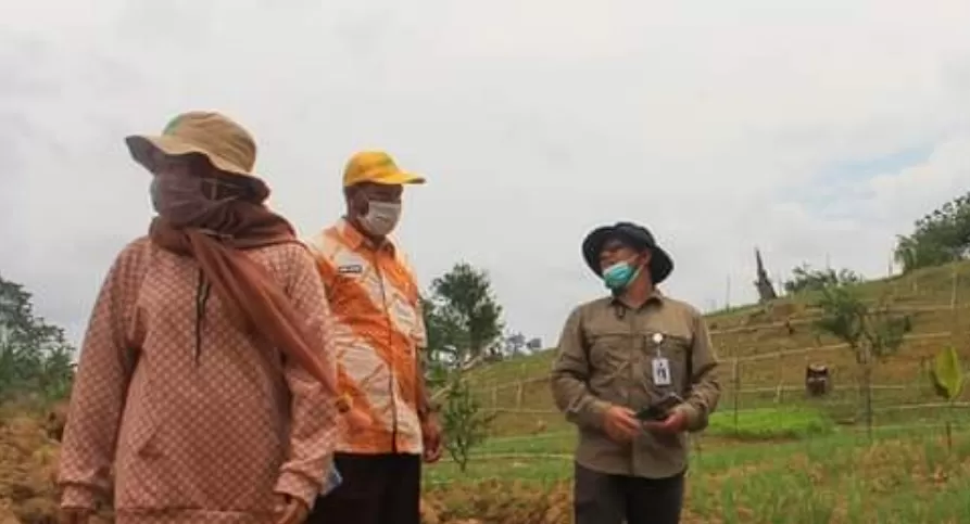 TINJAUAN: Kepala Dinas Pertanian dan Peternakan Berau Mustakim bersama staf, meninjau lahan pertanian Km 38 Kecamatan Gunung Tabur, beberapa waktu lalu.