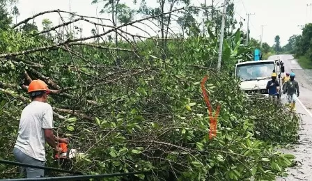 LANGSUNG BERGERAK: Personel PLN bersama petugas DLHK serta BPBD, mengevakuasi pohon yang tumbang dan langsung memperbaiki jaringan yang rusak di wilayah tangap, Kecamatan Teluk Bayur, Sabtu (3/10) lalu.