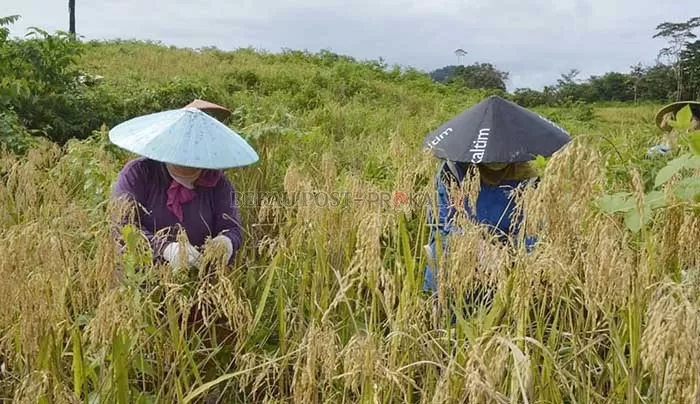 SIAP PANEN: Warga di salah satu kampung Kabupaten Berau saat memeriksa tanaman padinya.