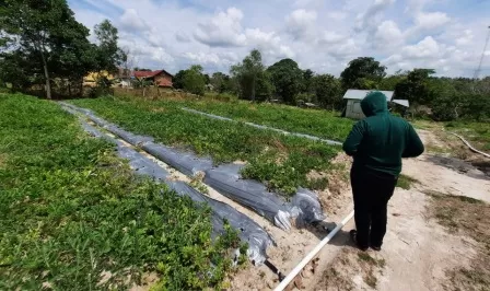 BERKEBUN SEMANGKA: Tanaman semangka yang dikelola para ketua RT di Kampung Labanan Makmur.
