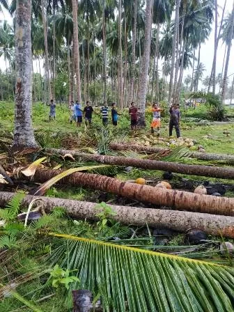 SIAPKAN JALUR: Untuk mendukung rencana sambungan listrik 24 jam untuk lima kampung di Kecamatan Bidukbiduk, masyarakat memotong sejumlah pohon kelapa yang masuk dalam jalur pemasangan jaringan.