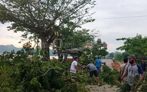 MEMBAHAYAKAN: Warga RT 5 Kelurahan Sambaliung dengan dibantu petugas DLHK saat menebang pohon di Tepian Sambaliung, Minggu (13/12) lalu.