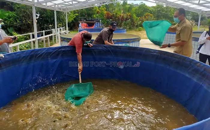 PANEN: Pesantren Hidayatullah telah melakukan panen sebanyak lima kali dari delapan kolam ikan lele yang merupakan bantuan dari KKP.
