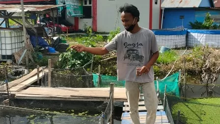 BUDIDAYA: Ketua RT 17 Purwanto saat memberi makan ikan yang dibudidayakan ia dan warganya di RT 17 di Kelurahan Gunung Panjang.