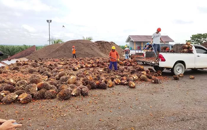 DIJUAL KE PABRIK: Petani sawit membawa tanda buah segar (TBS) sawit ke pabrik milik KLK Group di Kecamatan Segah, beberapa waktu lalu.