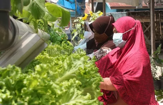 PANEN: Anggota Dasawisma Seruni ketika memanen selada yang ditanam menggunakan sistem hidroponik, Sabtu (27/2).