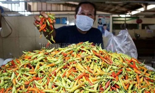 PASOKAN MENIPIS: Karena pasokan bergantung dari Sulawesi, stok cabai di pasaran menipis. Harga cabai di pasar Sanggam Adji Dilayas pun tembus Rp 130 ribu per kilogram.