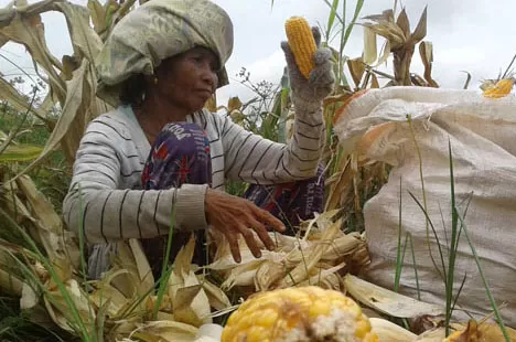 SENTRAL JAGUNG: Kampung Eka Sapta, Talisayan merupakan salah satu sentra produksi jagung yang ada di Kabupaten Berau.