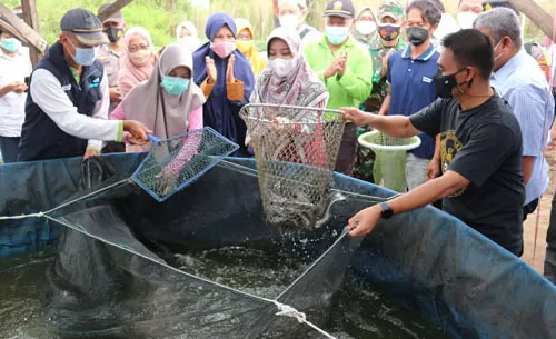 MEMBUAHKAN HASIL: Salah satu budidaya ikan air tawar yang dikembangkan Dasawisma Sedap Malam, RT 17 Kelurahan Gunung Panjang.