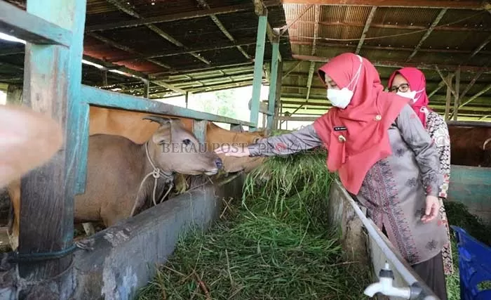 CEK PASOKAN DAGING: Bupati Berau, Sri Juniarsih, saat mengecek peternakan sapi di Kampung Samburakat, Kecamatan Gunung Tabur, kemarin (30/4).
