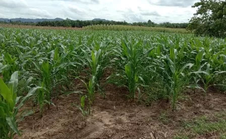 BERKURANG: Hasil panen jagung petani di Kampung Eka Sapta mulai berkurang.