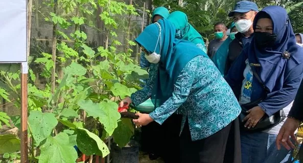 MEMBUAHKAN HASIL: Ketua TP PKK Berau Sri Aslinda Gamalis, memanen salah satu tanaman yang dikembangkan di Kebun Toga Dasawisma Nusa Indah.