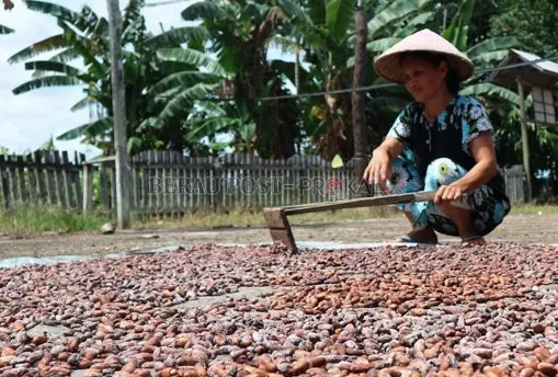 POTENSI BESAR: Kakao merupakan salah satu komoditi andalan Berau saat ini.