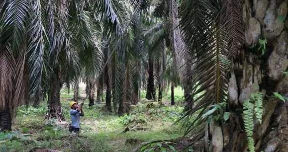 PERKEBUNAN: Selain batu bara, perkebunan kelapa sawit juga bisa menjadi andalan dalam penopang perekonomian Bumi Batiwakkal.