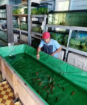 BUDIDAYA: Dinas Perikanan telah menjalankan program stimulan bagi budidaya ikan lokal di Berau, supaya bisa bangkit di tengah pandemi.