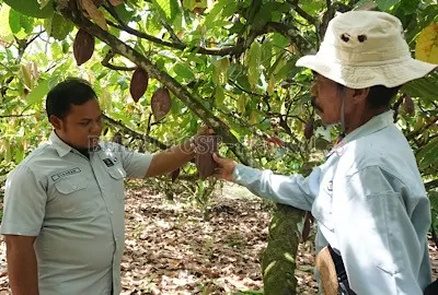 BERKUALITAS: Nicolas Jumin, petani kakao asal Kampung Suaran, Kecamatan Sambaliung, saat menunjukkan buah kakao berkualitas tinggi hasil kebunnya.