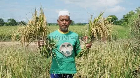 MULAI DIRASAKAN: Haji Mardan menunjukkan hasil panen padi dari Kelompok Tani Suka Maju, di Kampung Sei Bebanir Bangun, Sambaliung.
