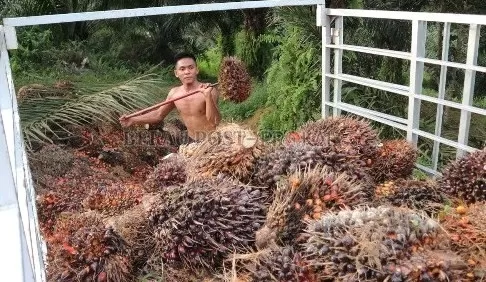 BELUM SESUAI: Saat ini masih ada pabrik kelapa sawit di Berau yang membeli hasil panen masyarakat dengan harga di bawah ketentuan yang ditetapkan pemerintah.