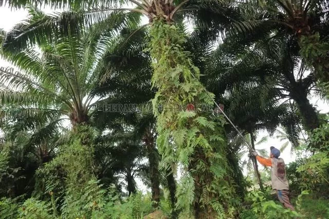 PENGHASIL SAWIT: Kabupaten Berau menjadi salah satu daerah penghasil kelapa sawit.