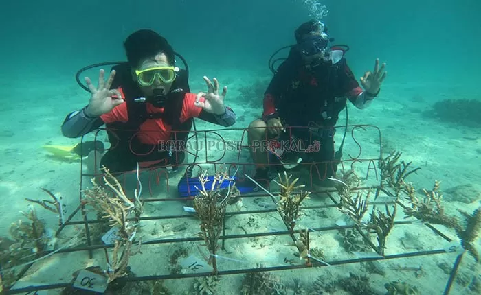 PENANAMAN TERUMBU KARANG: Masyarakat Pulau Derawan saat melakukan trasparasi terumbu karang beberapa waktu lalu.