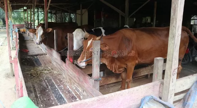 PENCEGAHAN: 1.500 Dosis vaksin akan disuntukan kepada sapi yang ada di Kabupaten Berau untuk mencegah terjadinya penyakit PMK.