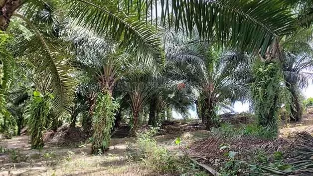 BERALIH: Kini masyarakat banyak mengalihkan lahan pertanian mereka menjadi perkebunan kelapa sawit.