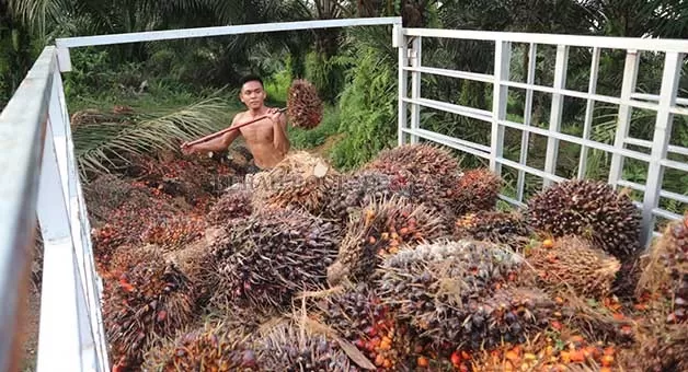 DAERAH PENGHASIL: Pemkab Berau masih menunggu berapa besaran nilai DBH dari hasil produksi kelapa sawit yang akan diterima Bumi Batiwakkal.