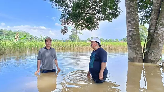 TINJAU BANJIR: Ketua DPRD Madri Pani meninjau langsung sawah di Kampung Tumbit Dayak yang terendam banjir.