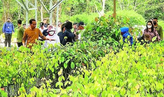 NUANSA HIJAU: Presiden Jokowi dan Ibu Negara Iriana melihat bibit tanaman di Persemaian Mentawir, Kamis (23/2).