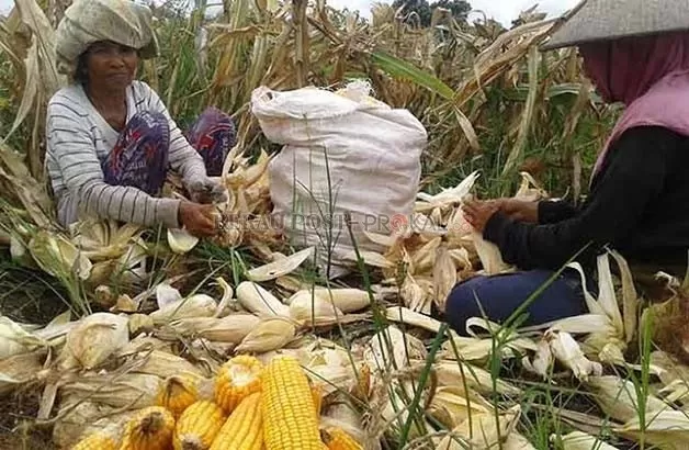 SENTRA JAGUNG: Produksi  jagung di Kampung Eka Sapta, Talisayan terancam menurun, sebab ongkos bahan bakar yang tinggi.