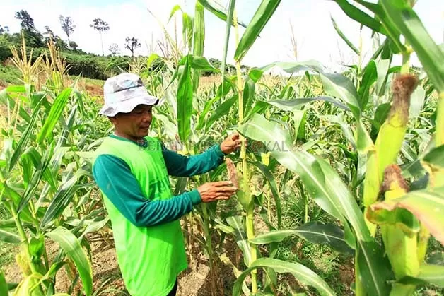 BENIH JAGUNG: Distanak Berau akan mengadakan bantuan benih jagung untuk lahan seluas 560 Hektare.