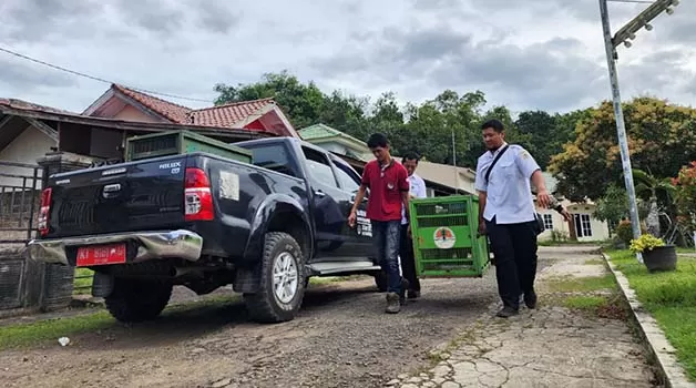 PASANG KANDANG JEBAK: Tim BKSDA mengevakuasi belasan monyet ekor panjang di sekitar Perumahan Berau Indah, Jalan Durian III, Tanjung Redeb.