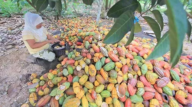 COBA DIKEMBANGKAN LAGI: Pemkab Berau melalui Disbun berusaha membangkitkan kembali komoditas kakao di Bumi Batiwakkal.