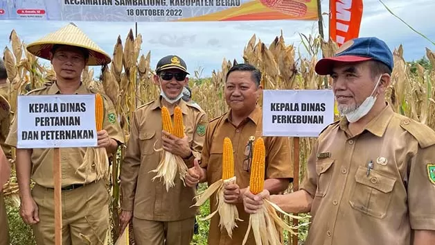 DITINGKATKAN LAGI: Produktivitas jagung di Kabupaten Berau saat ini terus didorong untuk ditingkatkan.