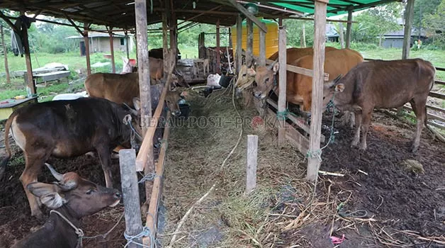 AKAN DIPANTAU: Sejumlah sapi yang didatangkan ke Kabupaten Berau untuk perayaan Iduladha dipastikan akan dipantau kesehatannya sebelum dijajakan kepada masyarakat.