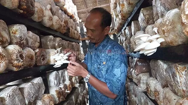 MENJANJIKAN: Untung Pamilih yang telah membudidayakan jamur tiram sejak tahun 2010 silam. Kini, ia mampu meraup untung hingga Rp 20 juta per bulan.