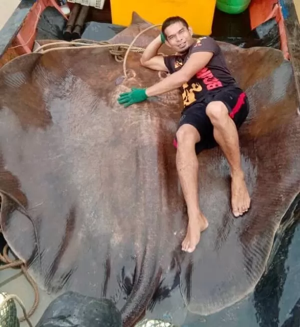 Ikan pari raksasa berbobot 280 kilogram yang ditangkap nelayan di Lundu, Sarawak. Foto Suara Sarawak