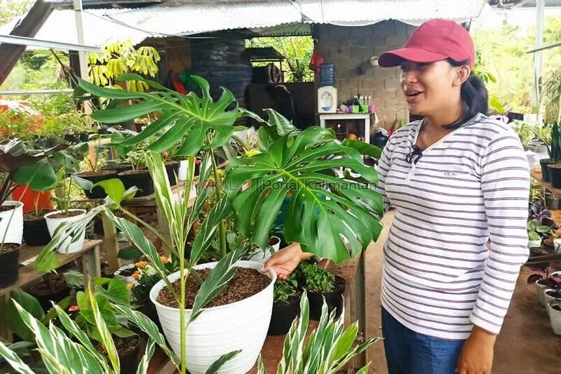 MONSTERA: Seorang pedagang tanaman di kawasan GOR Pangsuma Pontianak menunjukkan koleksi tanaman monstera miliknya. Harga tumbuhan tropis ini melejit di tengah krisis Covid-19. ARISTONO/PONTIANAK POST