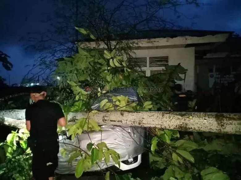 Kendaraan warga tertimpa pohon yang tumbang akibat angin kencang.