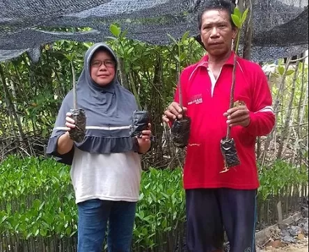 PEMBIBITAN MANGROVE: Pasangan suami istri Yusiran dan Nunung melakukan pembibitan mangrove yang telah ditekuninya secara swadaya selama 20 tahun ini. DOKUMEN